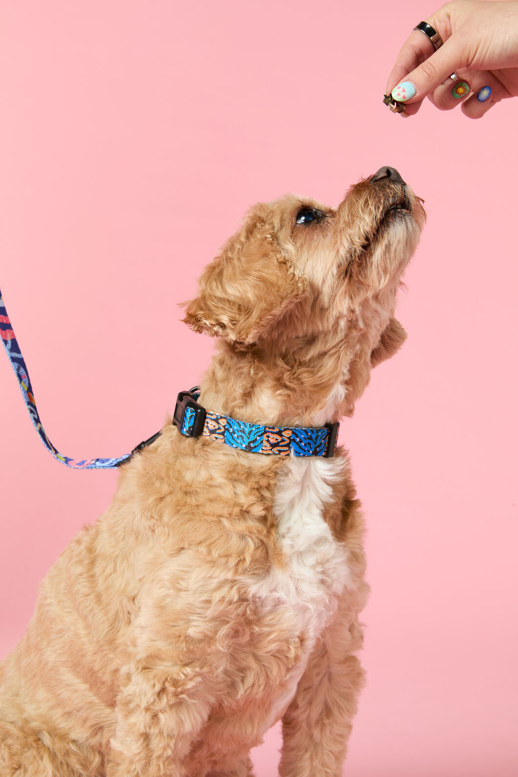 Gorman - Animal Pet Collar Lge - print