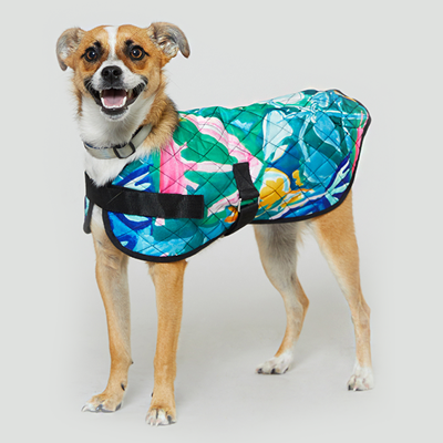 PetRescue X Gorman