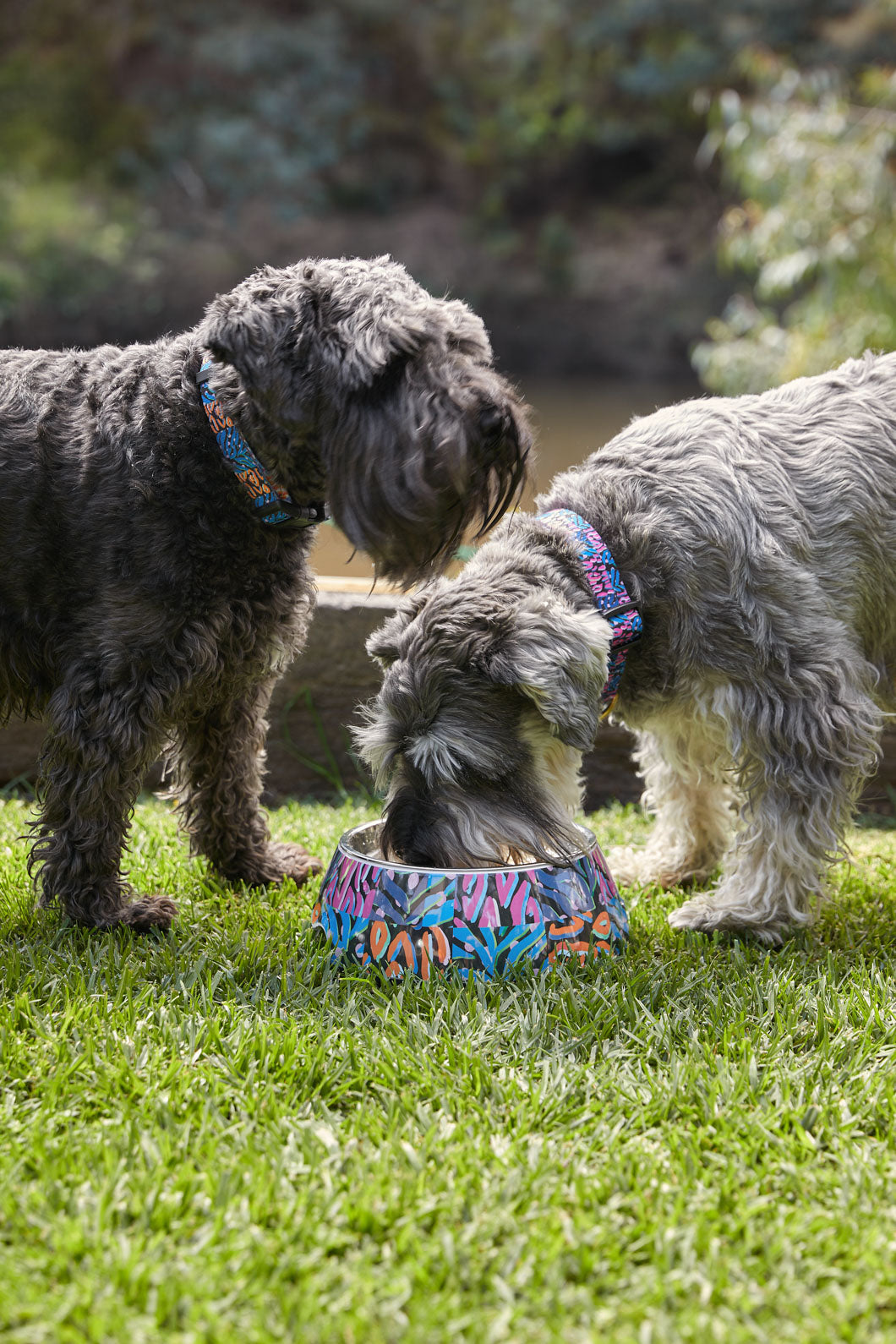 Puppy dog collar best sale