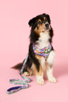 Gorman - Petal Pallette Pet Gift Set - print